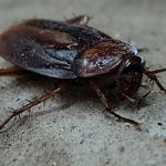 what does a cockroach look like