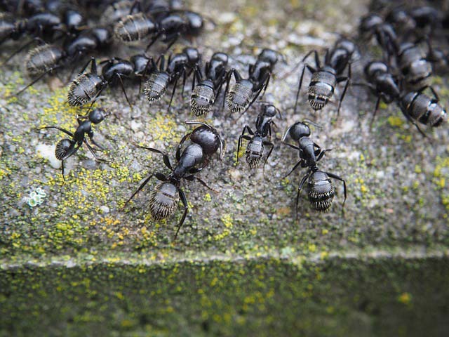 ant exterminators raleigh