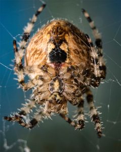 raleigh spider pest control