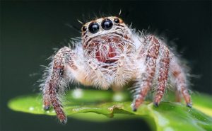 Raleigh Spider Control