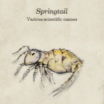 Springtail pest control