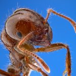 Imported Fire Ant Exterminator