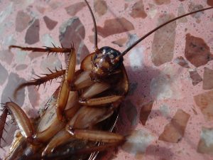 Cockroach Pest Control in raleigh
