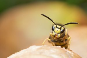 Raleigh Wasp and Bee Pest Extermination Company 