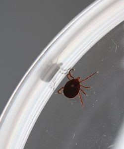 Lone Star Tick in Raleigh photo from NIAID