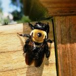Raleigh pest control preventing carpenter bees