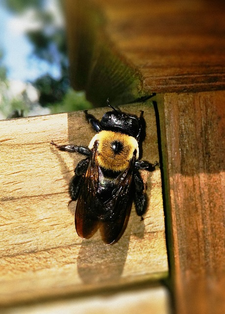carpenter bees in Raleigh