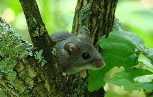 Deer mouse example