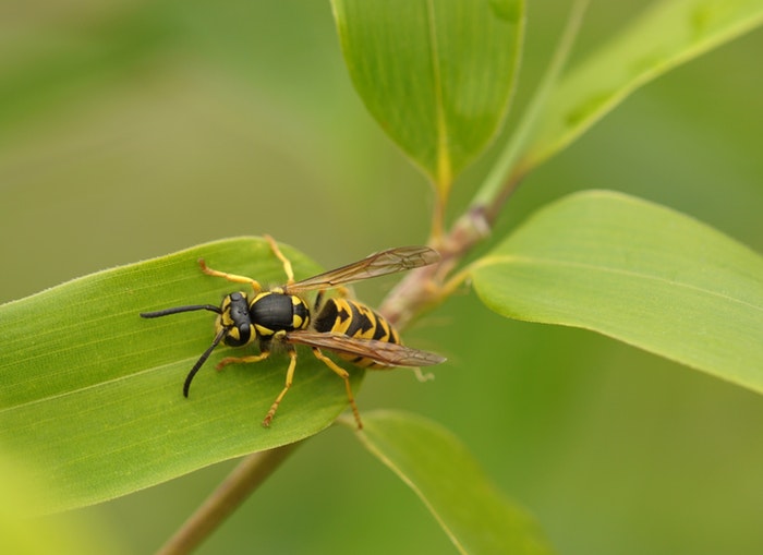 bee-wasp-extermination-apex