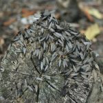 how to get rid of termites in north carolina