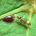 Argentine Ant example