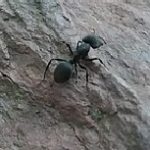 Black Ant example
