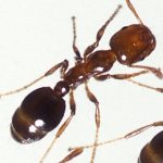 Imported fire ant example