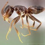 odorous ant example