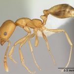 pharaoh ant example