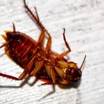 cockroach-extermination-fuquay-varina