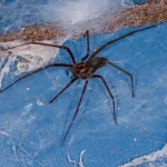 A brown recluse spider on a web outside for the blog article titled, "NC Venomous Spiders."