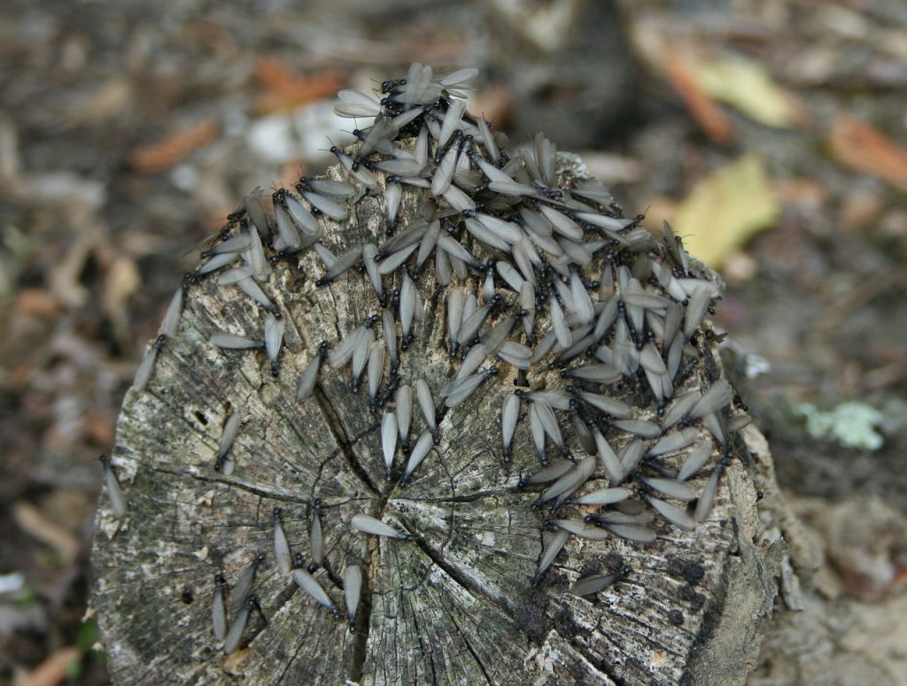 Wake Forest Termite Control