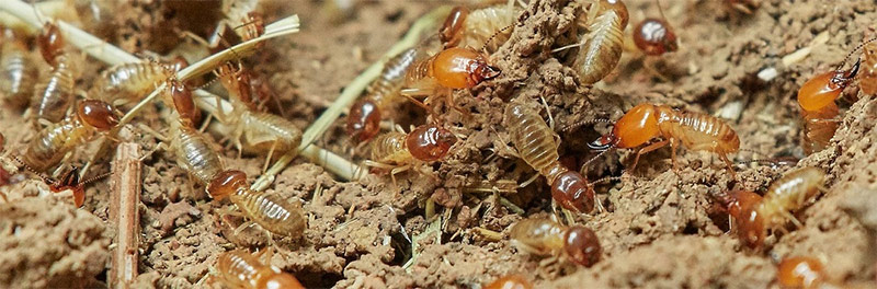 Raleigh termite control
