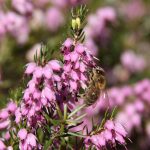 Spring-pest-control-bee-flowers