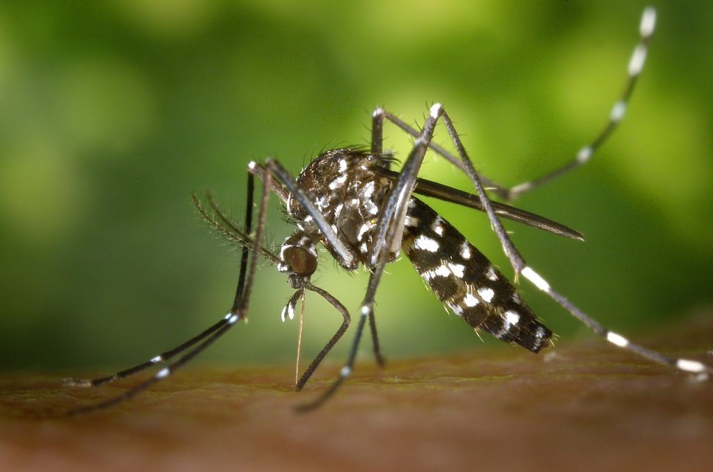 Raliegh Mosquito Season Tips
