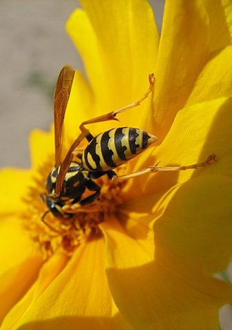 Yellow jackets - recognizable stinging insect