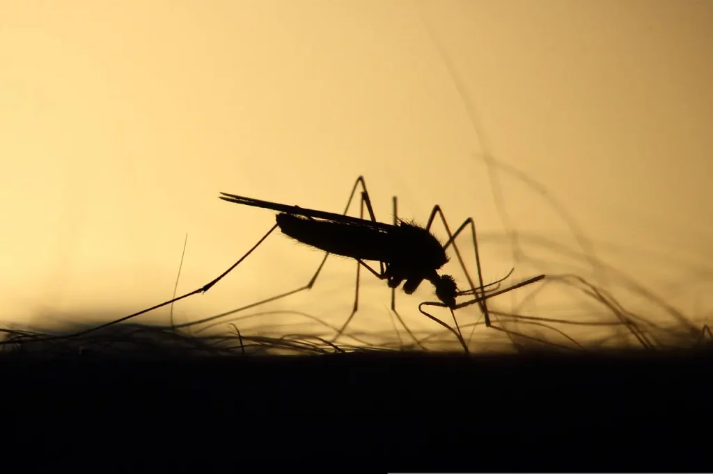 Learn how to get rid of mosquitos with these 7 home tips. 