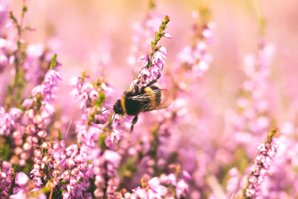 A carpenter bee is resting on a small pink flower. 