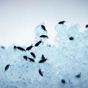 Springtails are minuscule hexapods that resemble insects. Learn how to eliminate spring tails with pest control services in Raleigh, NC.