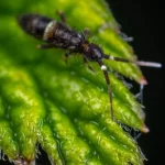 A springtail on a leaf, picture here, is beneficial to the environment. However, a spring in house areas can become a pest problem.
