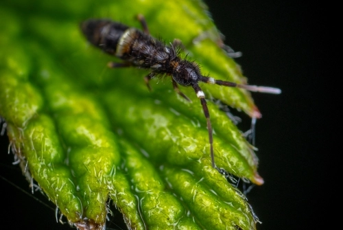 A springtail on a leaf, picture here, is beneficial to the environment. However, a spring in house areas can become a pest problem.
