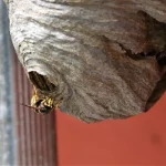 wasps in chimney