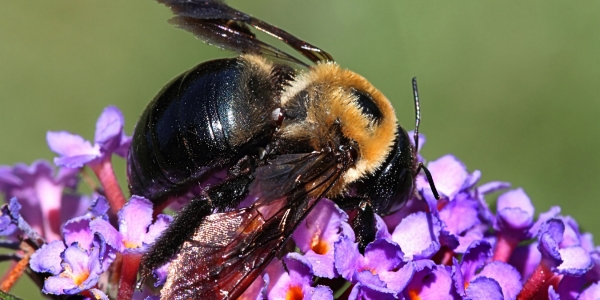 A black bee is resting on a purple flower in Raleigh. 