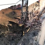 termite infestation in Raleigh