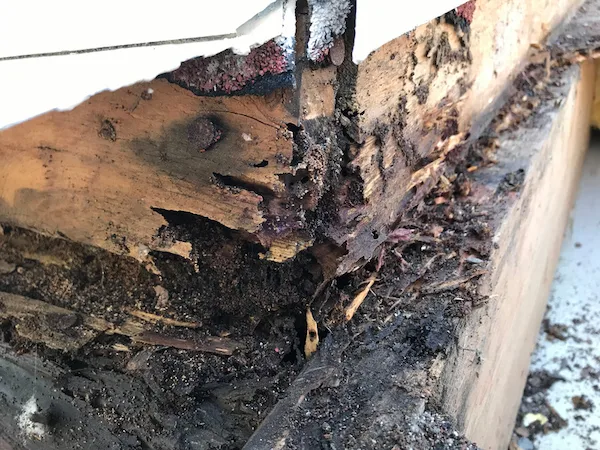 A termite infestation shown by rotted wood. 