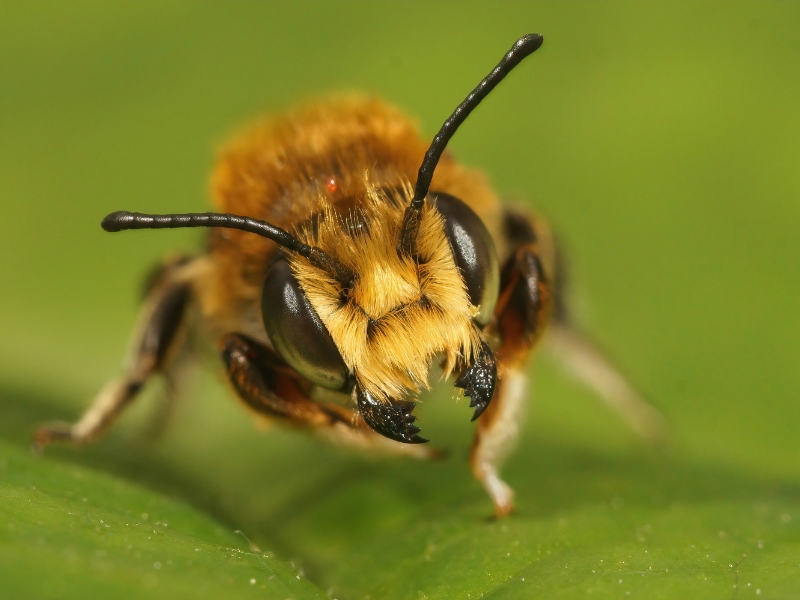 Leaf cutter or leaf cutting bees are common bee nests in North Carolina.