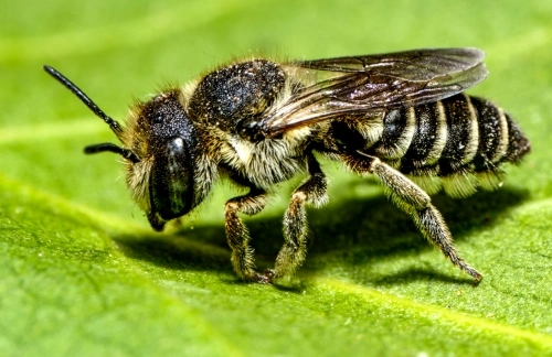 A leafcutter bee, pictured here, has a black body with pale yellow stripes. It is one of the North Carolina Bees.