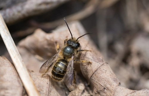 A Mason bee, pictured here, is small and can be metallic blue or green. It is one of the North Carolina Bees.