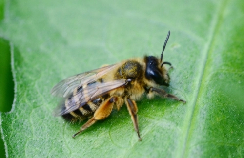 A mining bee, pictured here, burrows in the ground. It is one of the North Carolina Bees.