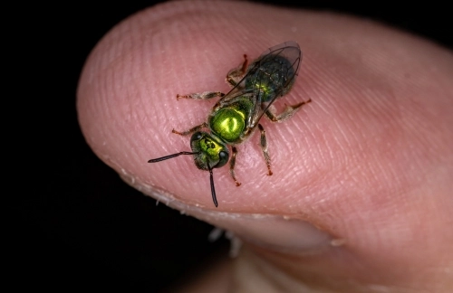 A sweat bee, pictured here, has a vibrant green body. It is one of the North Carolina Bees.