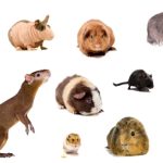 list of rodents in North Carolina