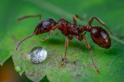 This red fire ant is one of the common North Carolina Ants